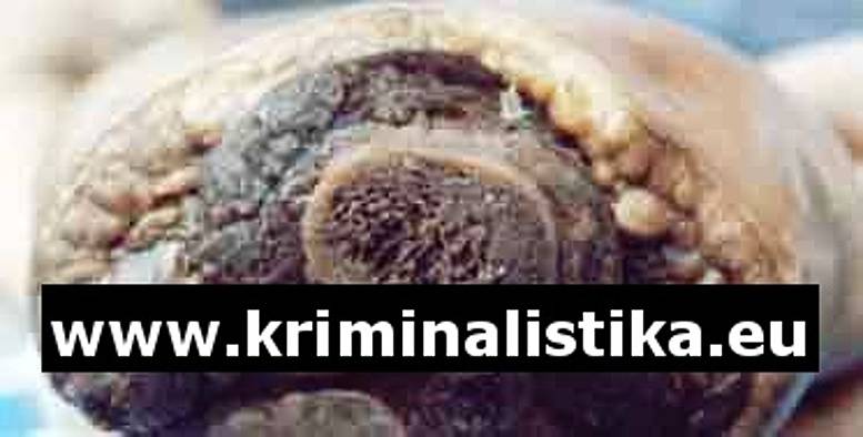 Část kosti řezanané pilkou na železo s modrou barvou